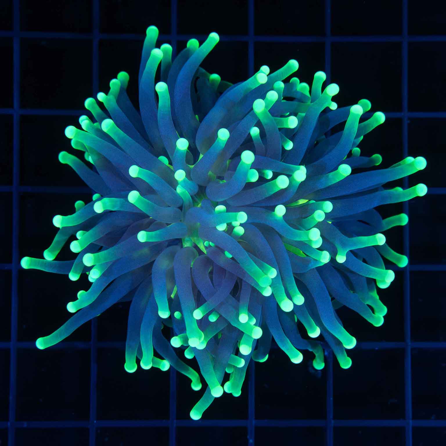 Euphyllia (Torch, Hammer, Frogspawn, Octospawn) Coral for sale Page 3 Lucky Corals