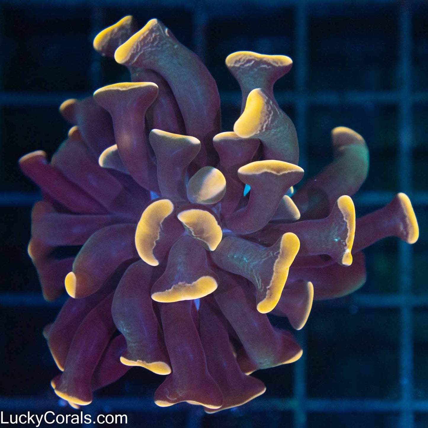 Orange Hammer Coral