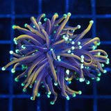 Orange Peel Torch Coral