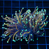 Orange Peel Torch Coral