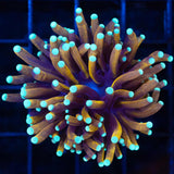 Orange Peel Torch Coral