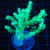 Palau Green Nepthea Large Frag