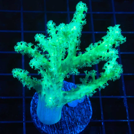 Palau Green Nepthea Large Frag