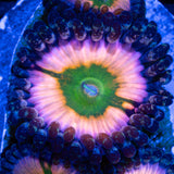Perennial Dance Zoanthid Blue Light Photograph