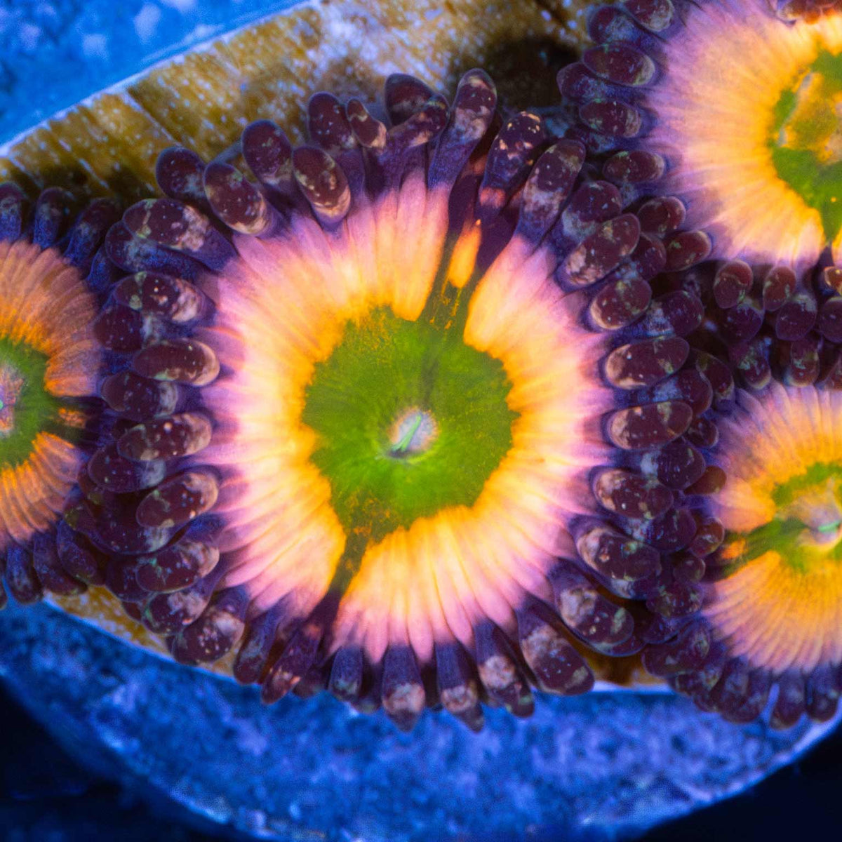Perennial Dance Zoanthid zoanthid under white aquarium lighting