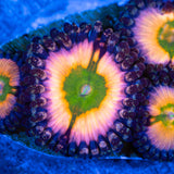 Perennial Dance Zoanthid