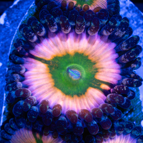 Perennial Dance Zoa Blue Light Photograph