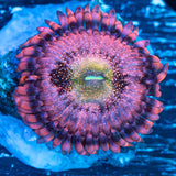 Playboy Bunny Zoa