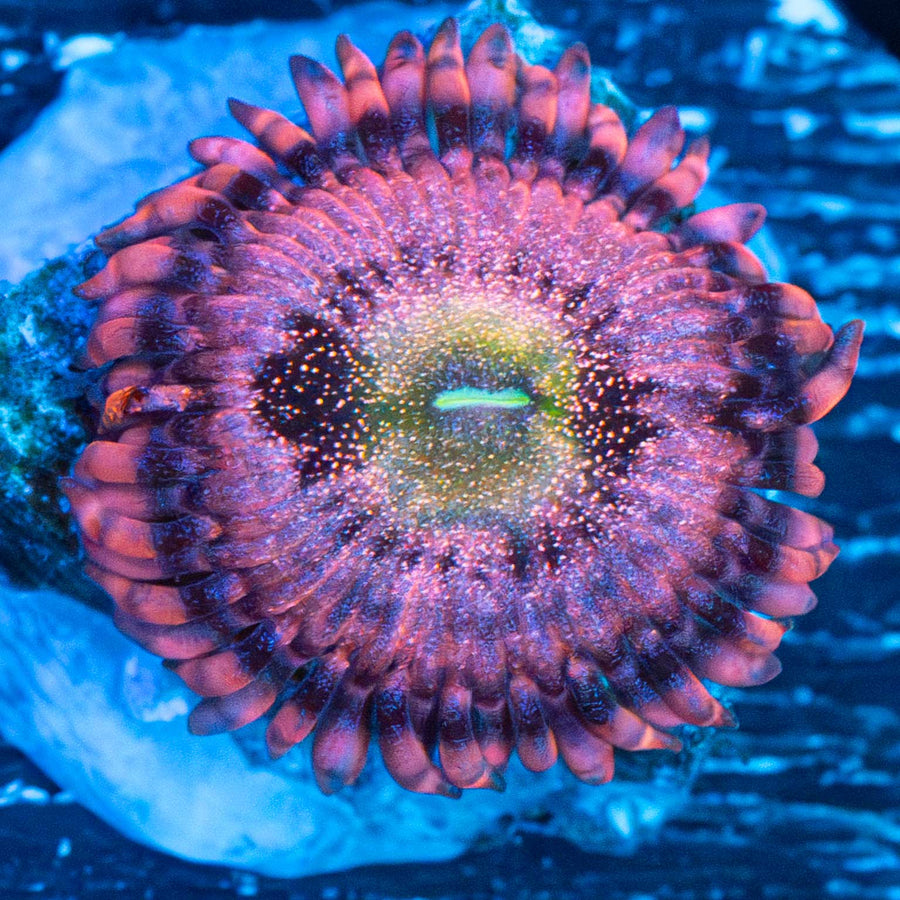 Playboy Bunny Zoa