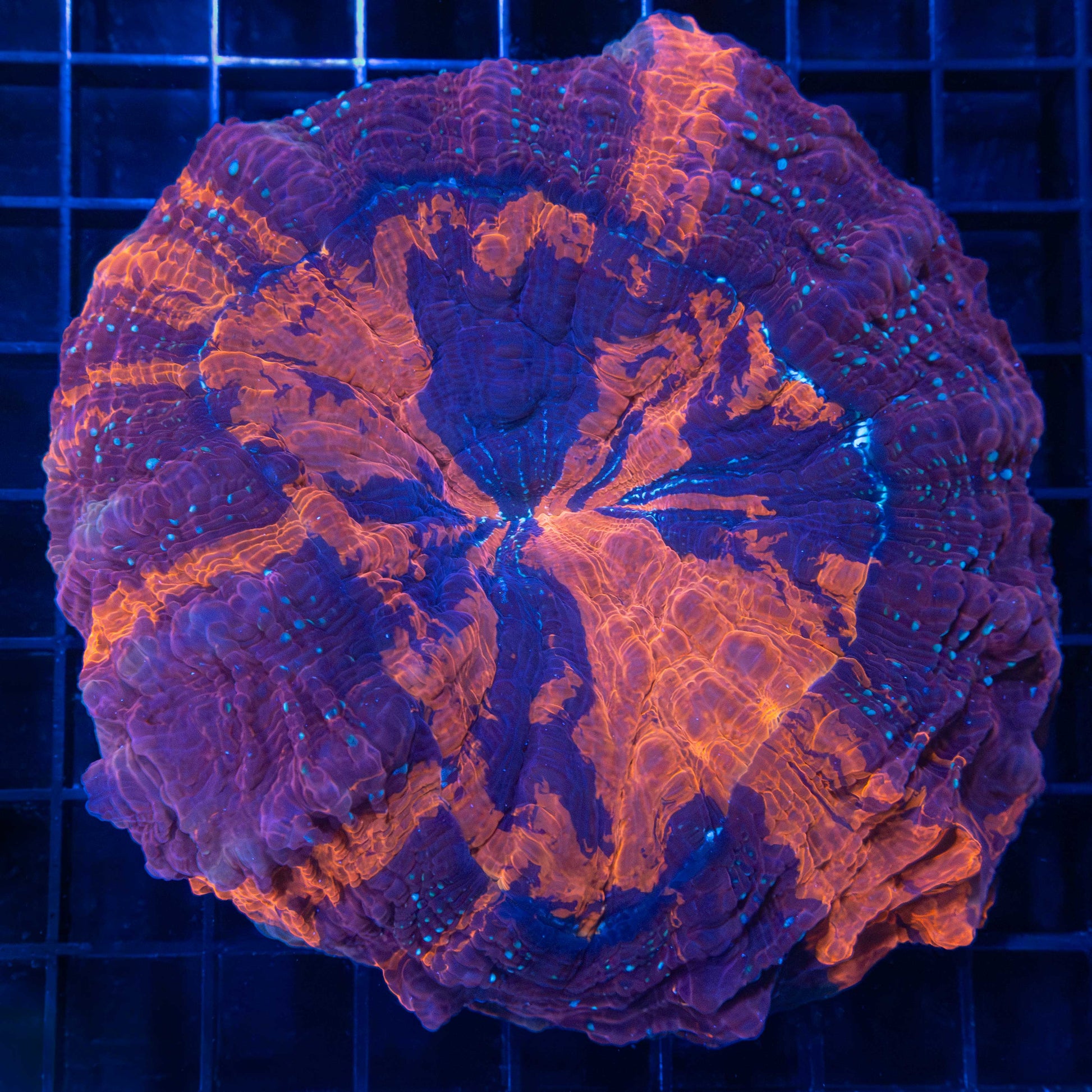 Large Purple 4 Color Acanthophyllia 4.5"