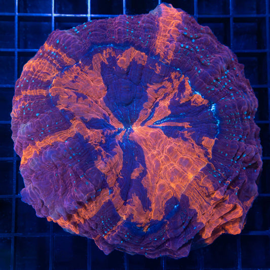 Large Purple 4 Color Acanthophyllia 4.5"