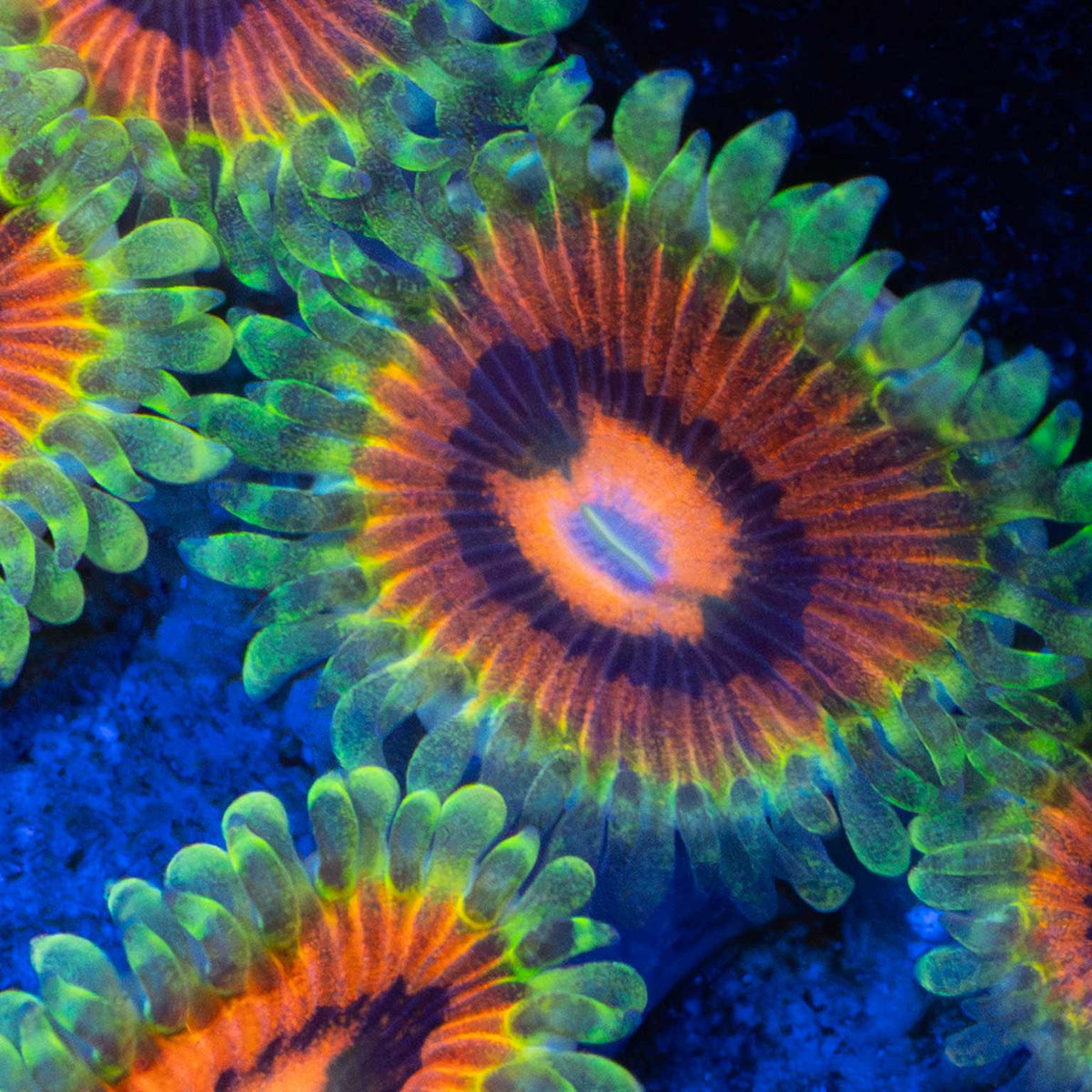 Rainbow Incinerator zoa close-up photo