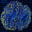 Rare Large Purple Gold Blue Hammer Coral