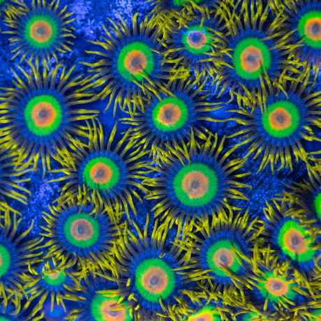 Rasta Zoa Colony