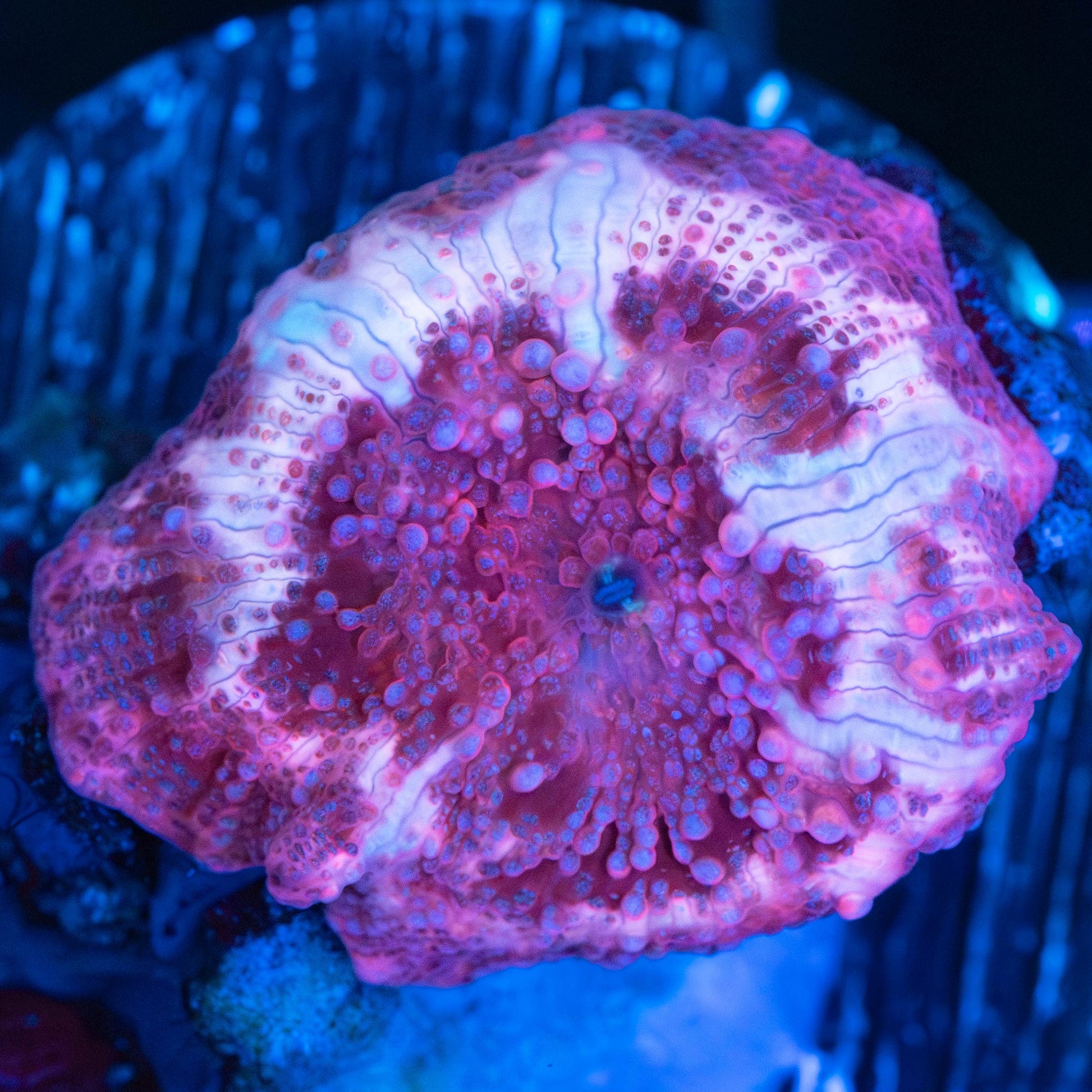Red and Pink Mushroom Coral