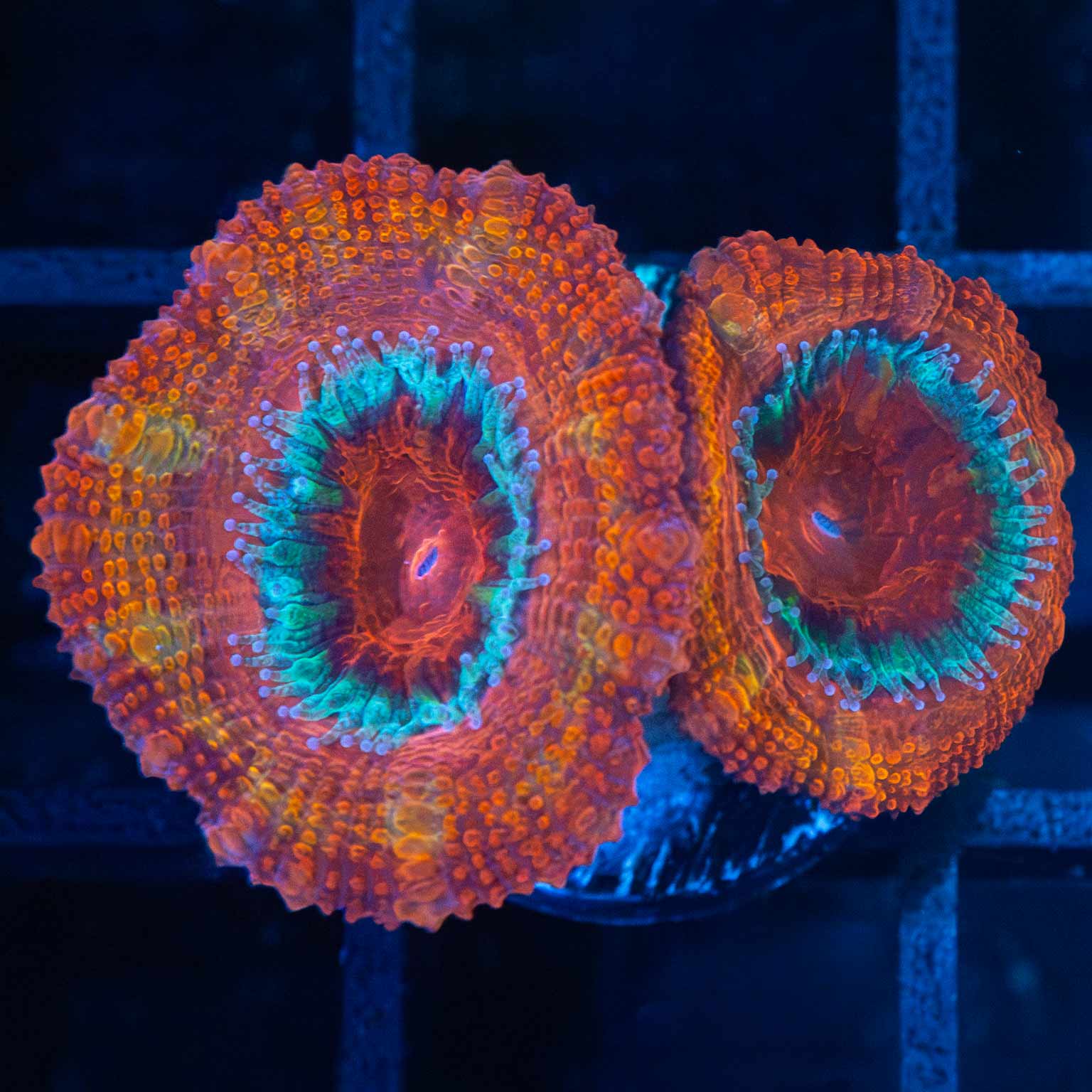 Rainbow Acan Coral 2 Polyps