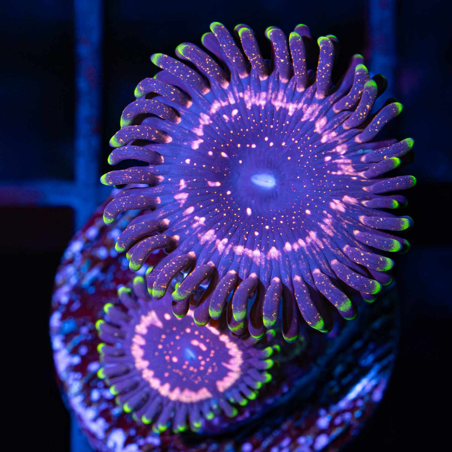 Taser Zoa
