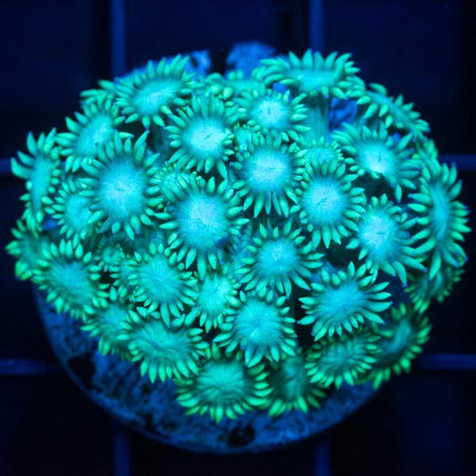 Teal Goniopora