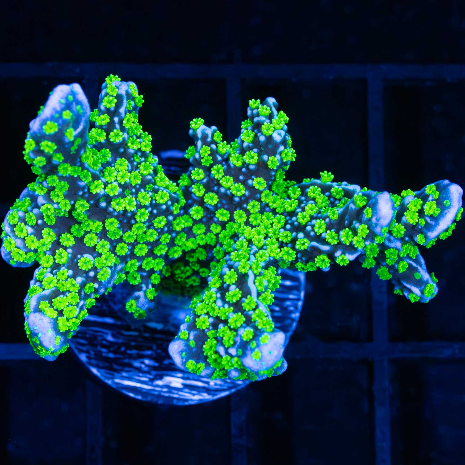 Tubs Stellata Montipora