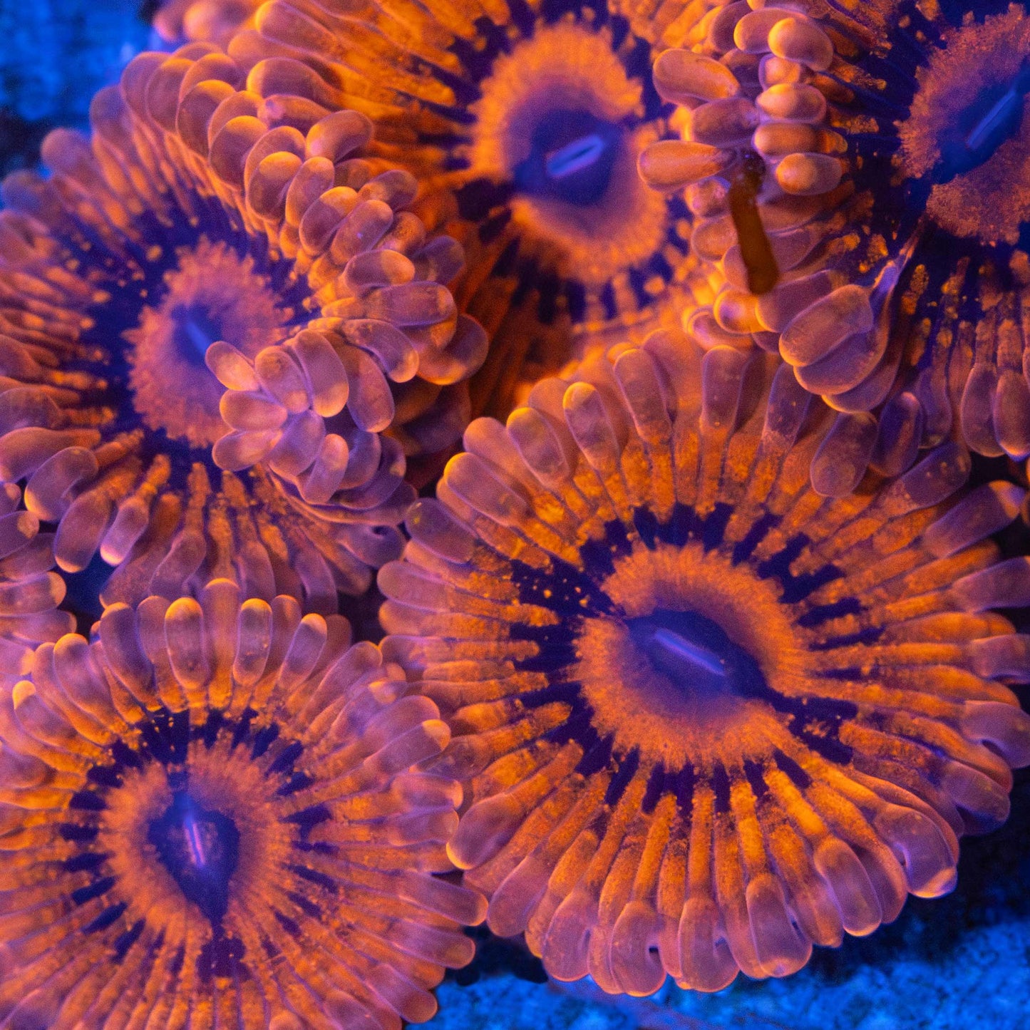 VDM Zoa
