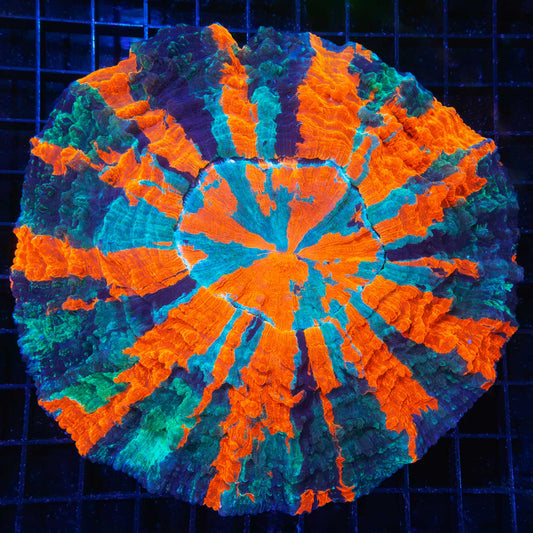 XL 4 Color Acantho 6"