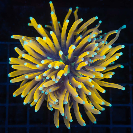 Ultimate Jester Torch Coral