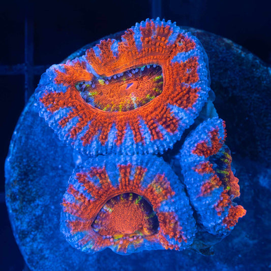 Ultra Acan