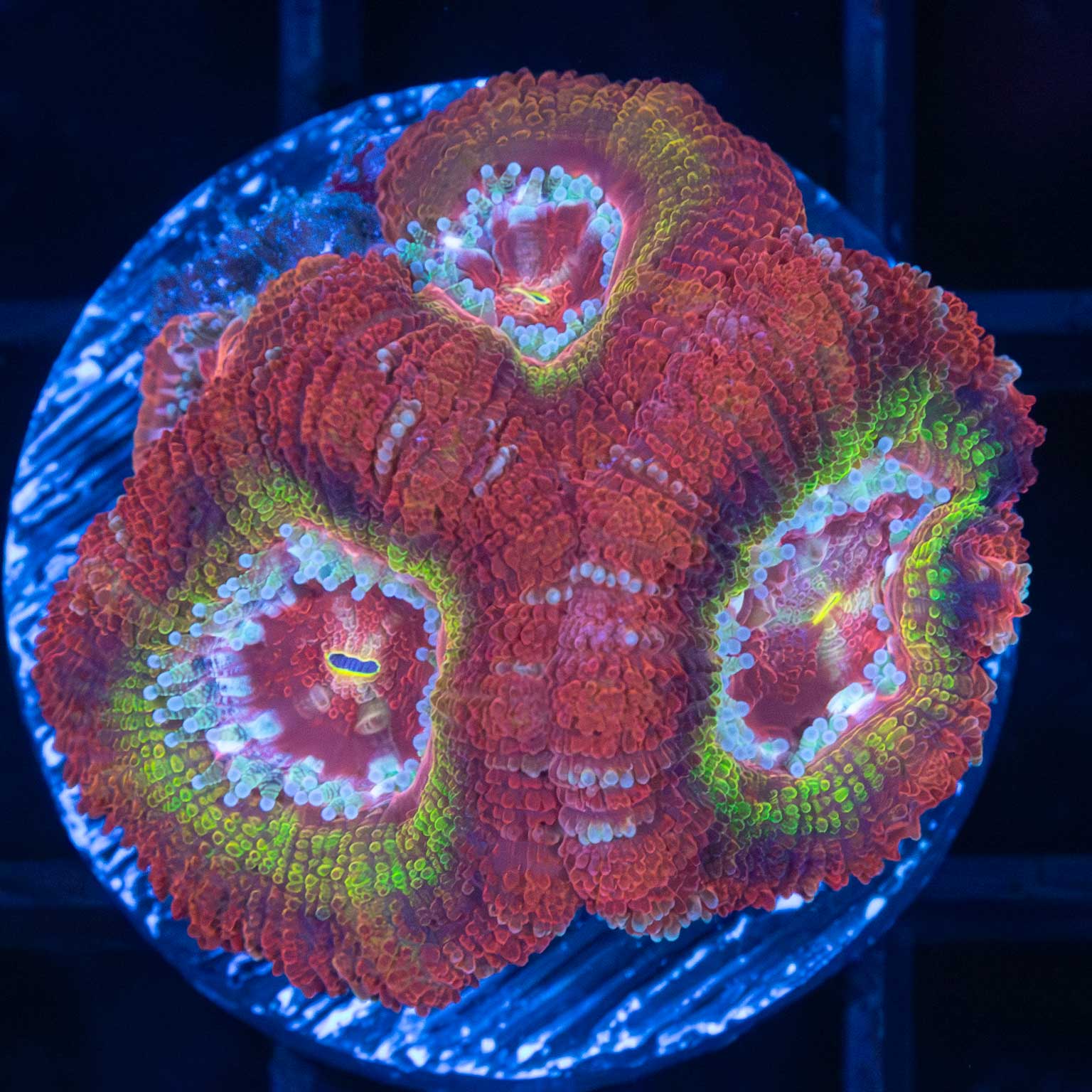 Highlighter Ring Acan (3 Polyps)