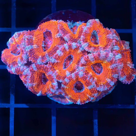 Red Pink Orange Blue Acan Mini Colony