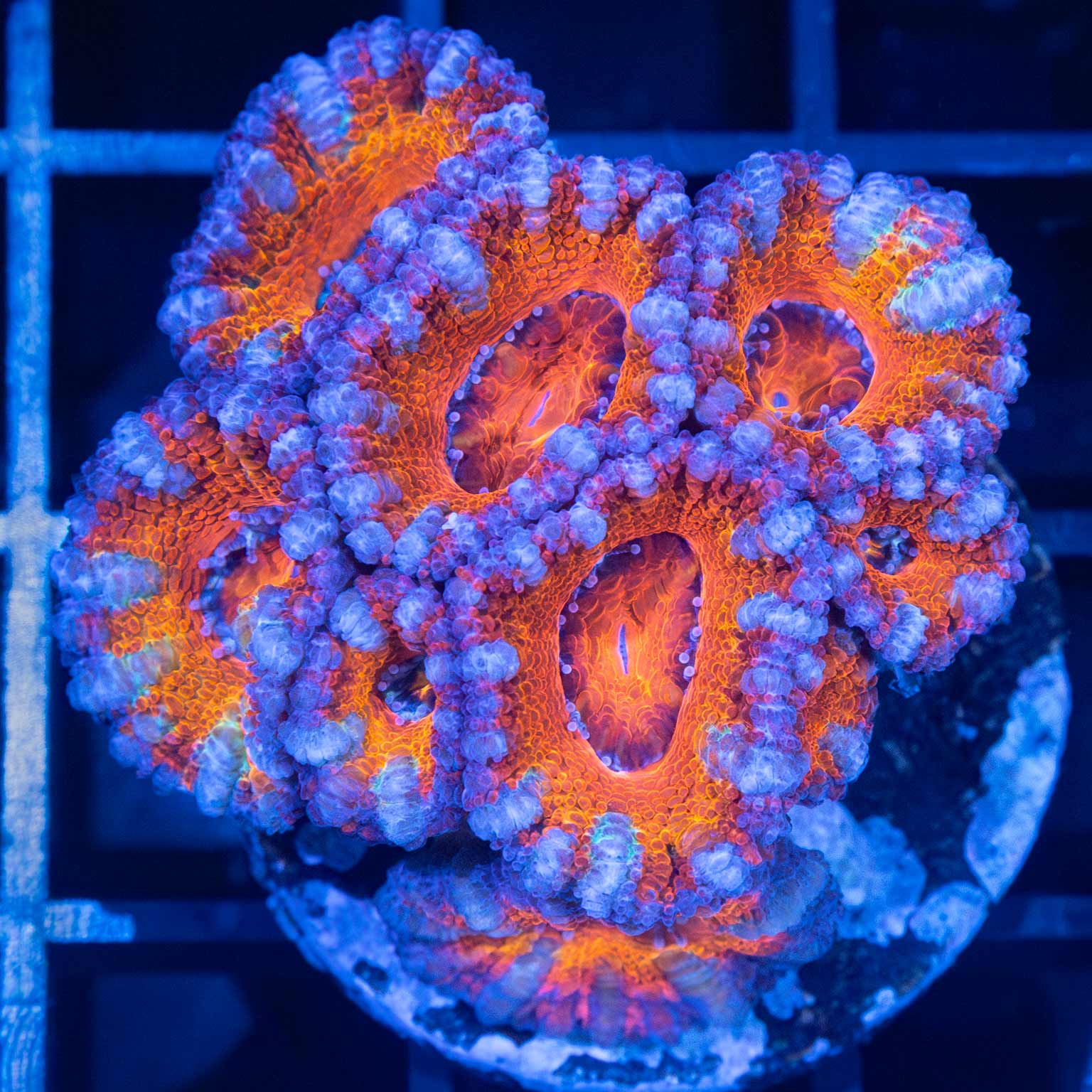 Acan XL Frag