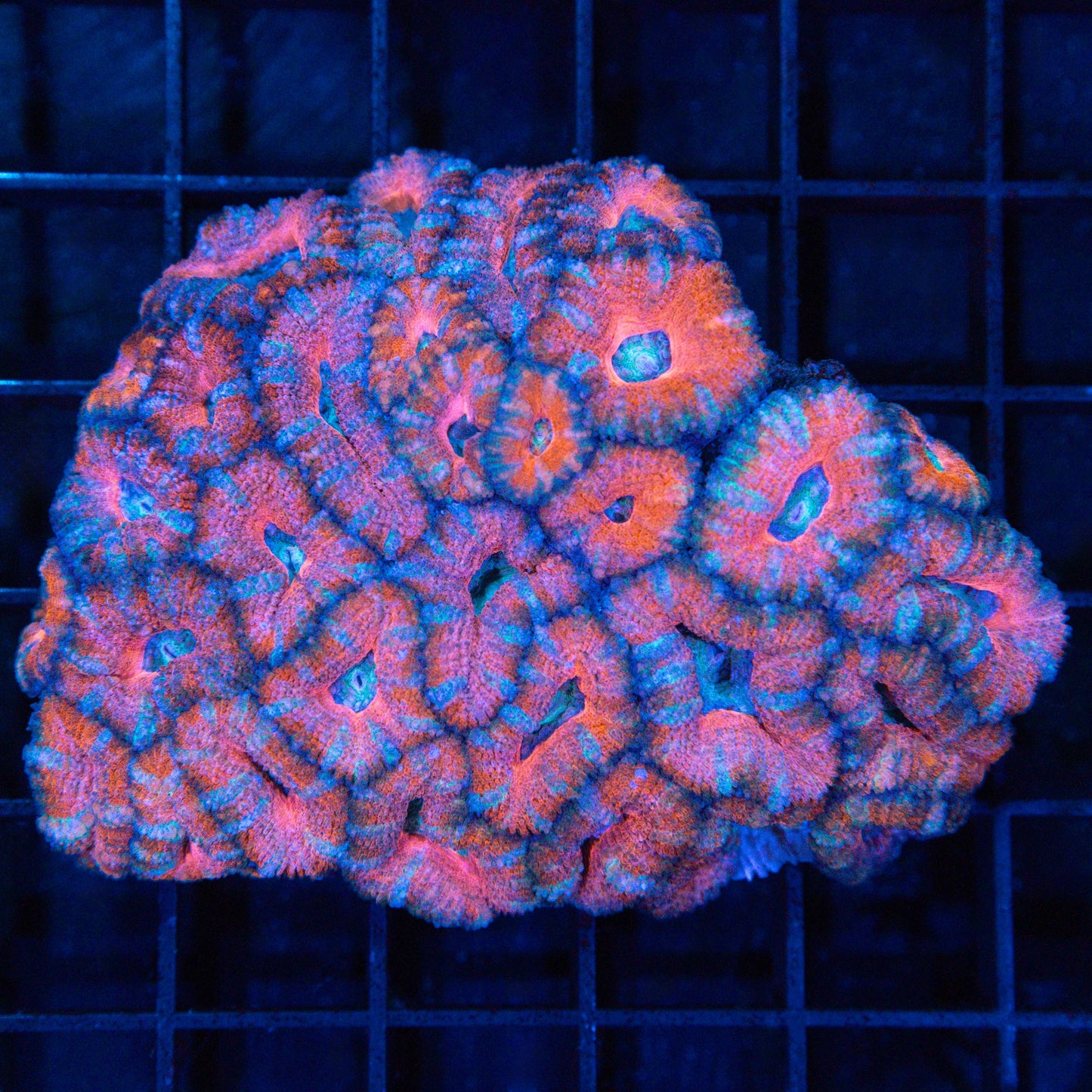 Pink Orange Blue Acan Colony 3.25"