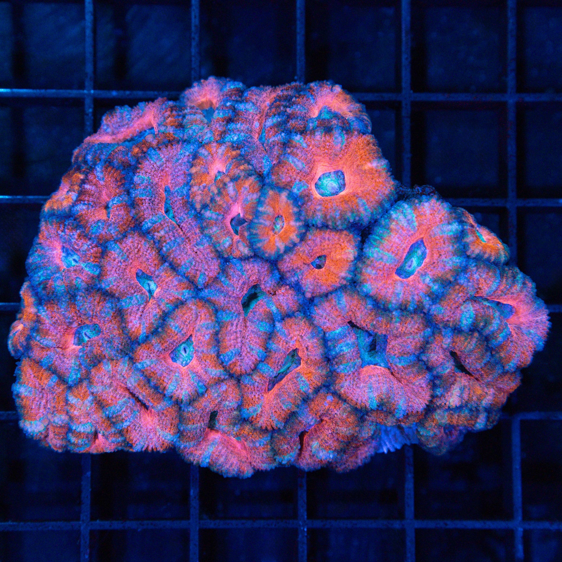Pink Orange Blue Acan Colony 3.25"