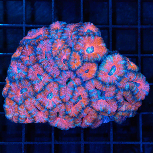 Pink Orange Blue Acan Colony 3.25"