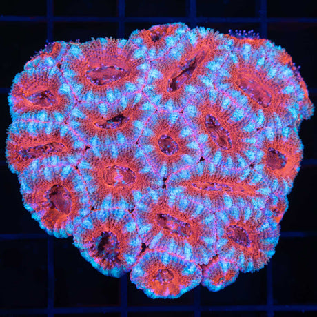 Acan Colony