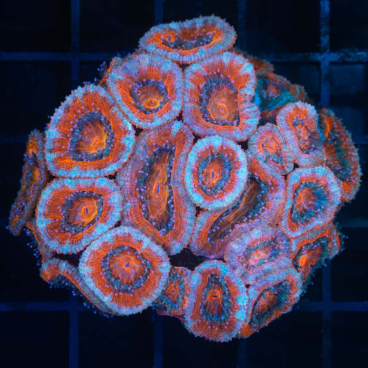 Pink Blue and Orange Acan Colony 2.5"