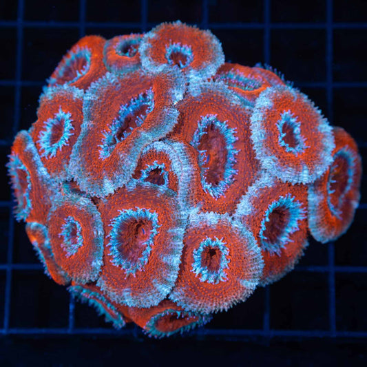Red and Blue Micromussa Colony 3.5" (formerly "Acan")