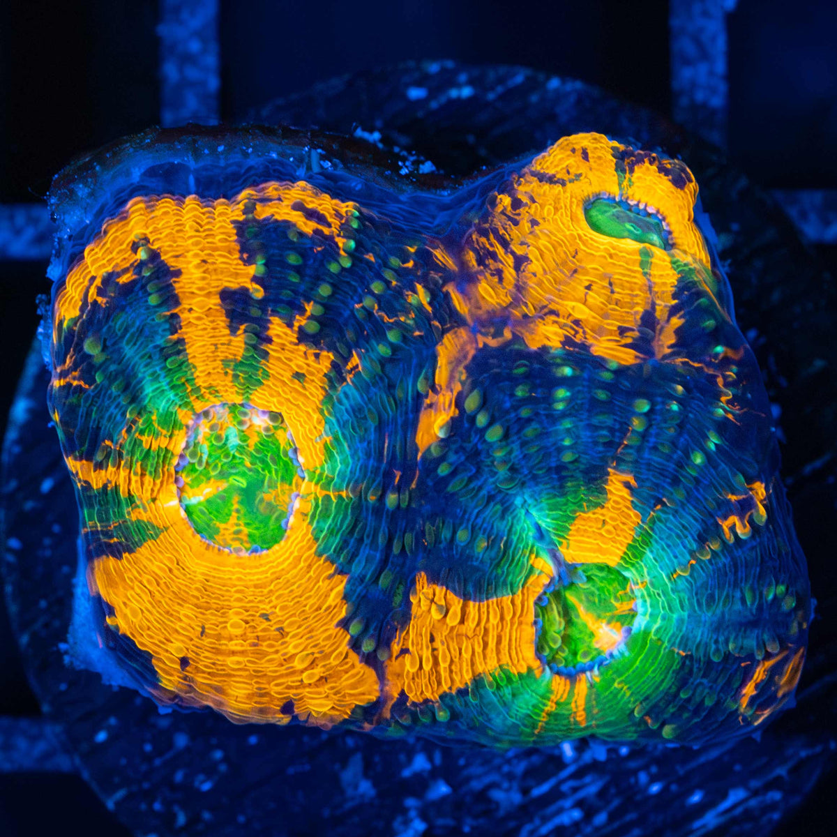 Acan Echinata