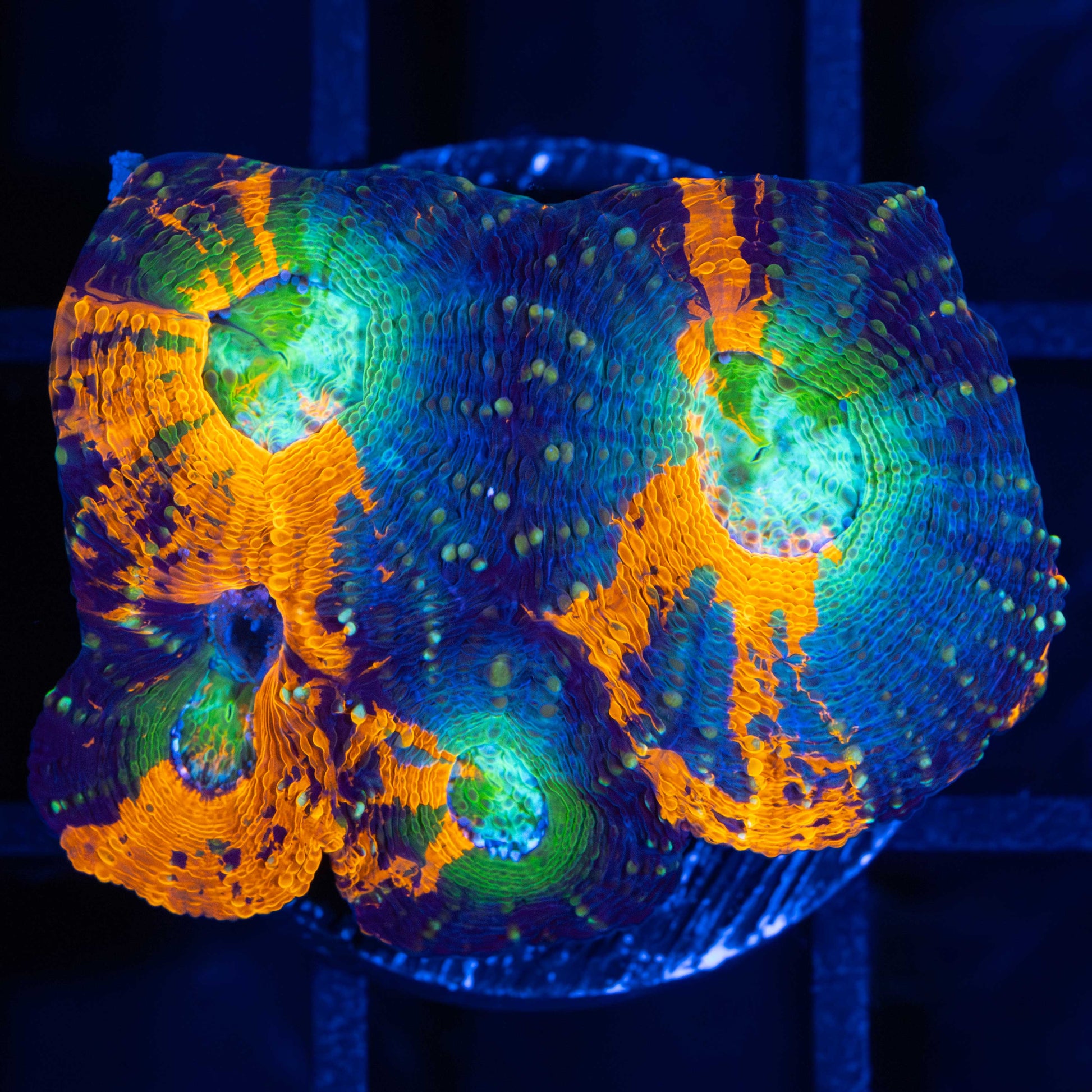Acan echinata