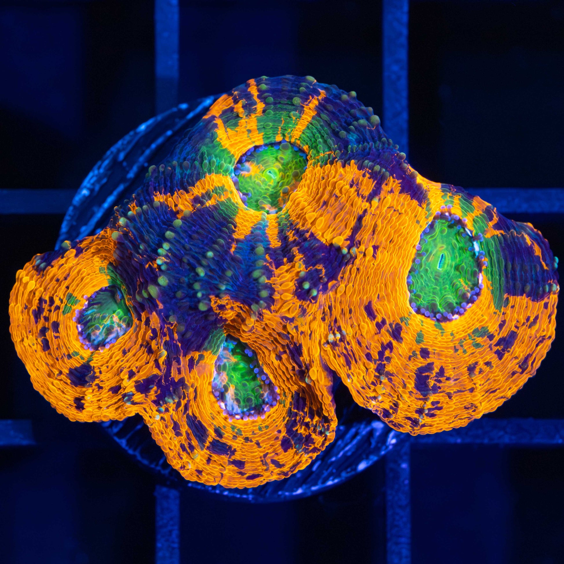 Acan echinata