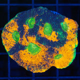 XL Acan Echinata Frag