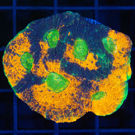 XL Acan Echinata Frag