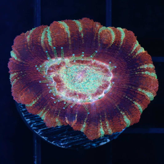 Large Polyp Asian Acan