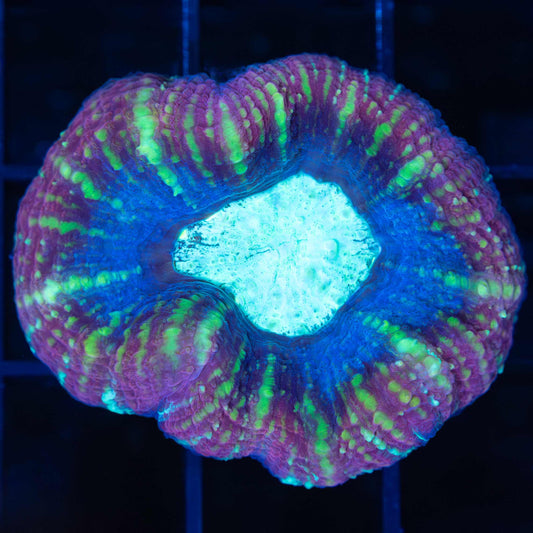 Acan Maxima (Micromussa Pacifica)