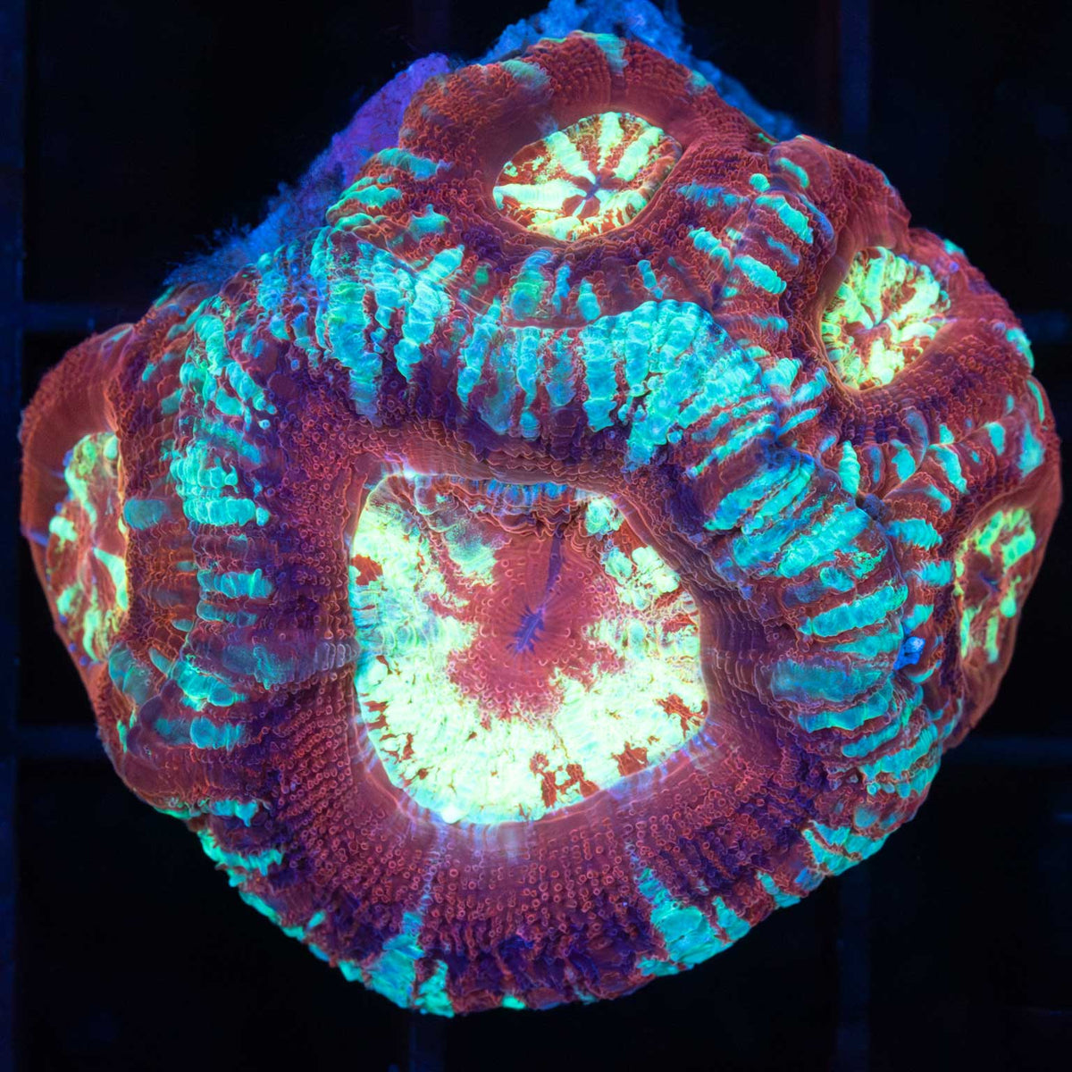5 Polyp Acan Maxima