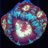 5 Polyp Acan Maxima