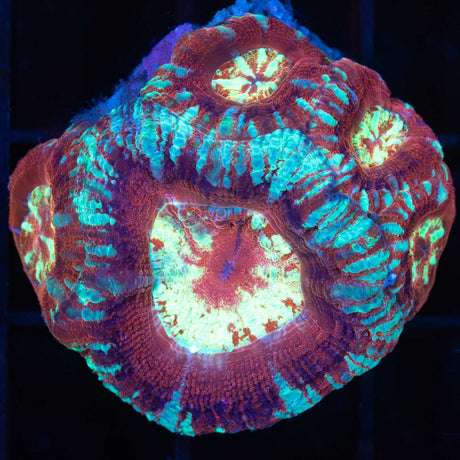 5 Polyp Acan Maxima