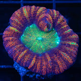 Large Micromussa Pacifica / Acan Maxima green center orange red outer