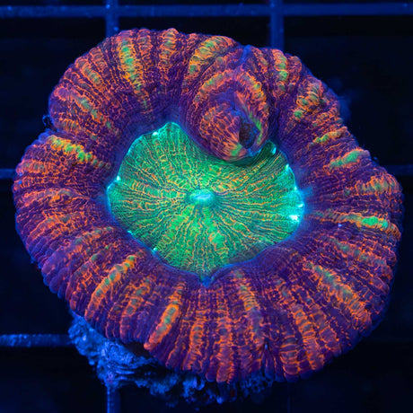 Large Micromussa Pacifica / Acan Maxima green center orange red outer
