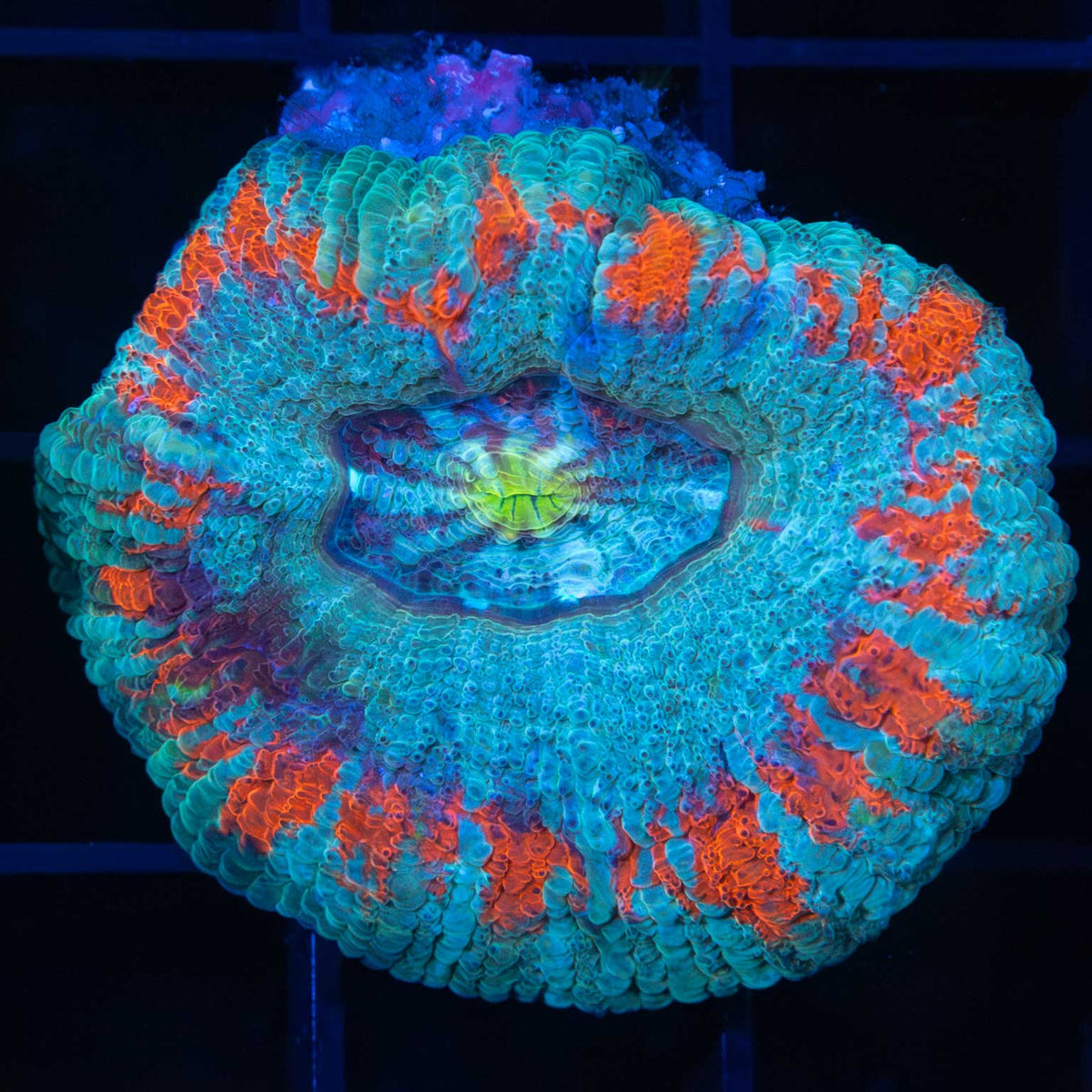 Rainbow Acan Maxima