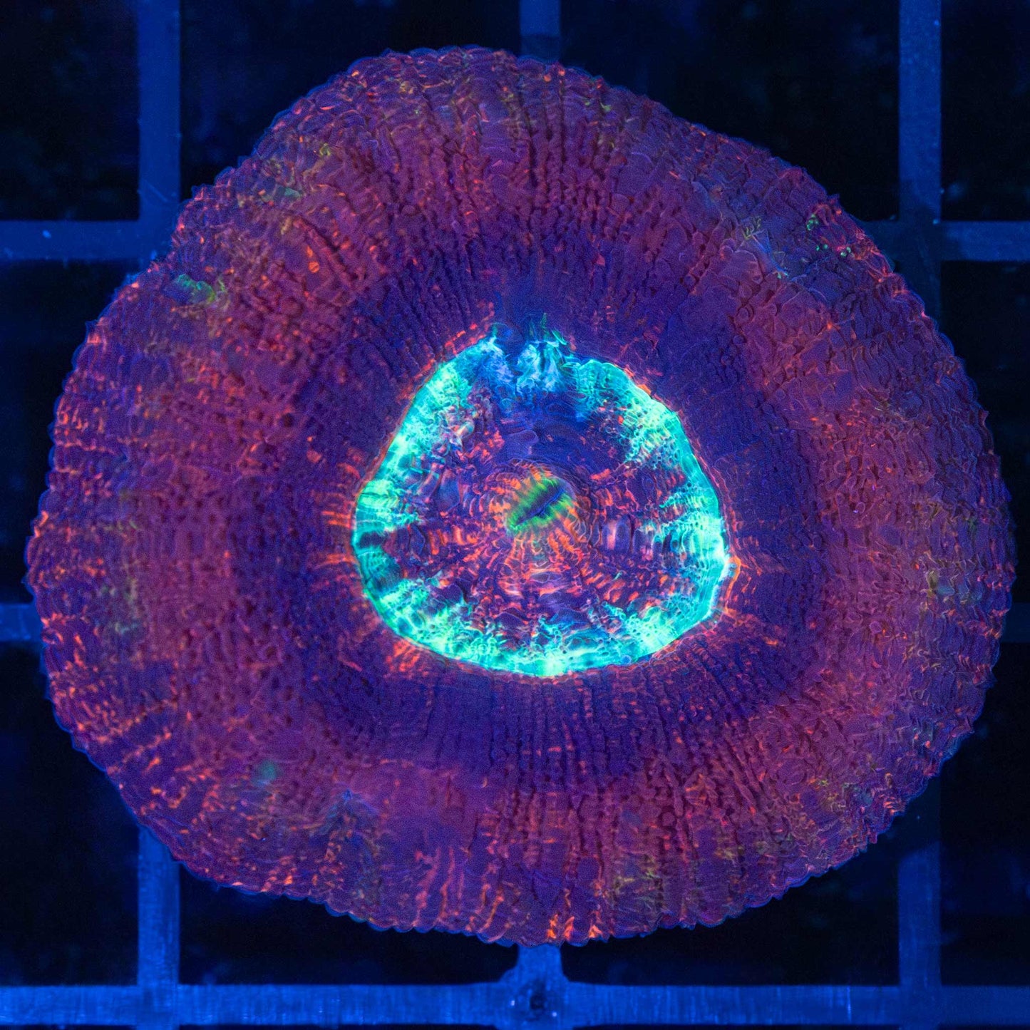 Red UFO Acan Maxima